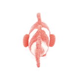 Les Ptipotos  Bigou the Clownfish, Mum & Baby - Coral - Kollektive - Official distributor